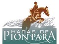 Détails : elevage de chevaux selle français