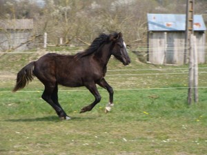 Avoir son cheval chez soi