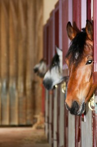 avoir son cheval en pension