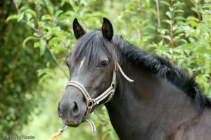 Ca combien un poney ou un cheval?