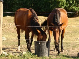 Les chevaux aux petits soins