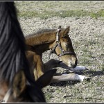 Noms en B chevaux