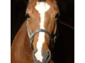Les Ecuries de Nestavel - Centre Equestre - Brennilis - Finistere